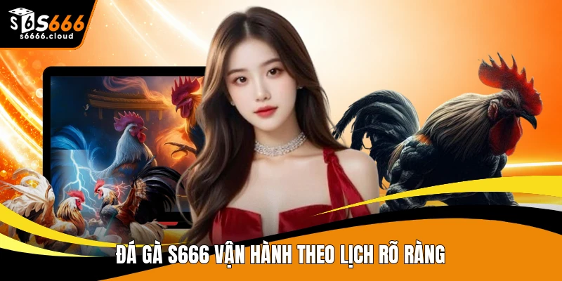 Đá gà S666 vận hành theo lịch rõ ràng